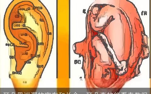 耳朵里泄漏的富有和长命，耳朵真的能看寿数吗