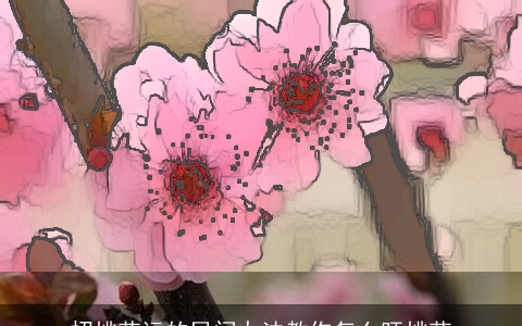 招桃花运的民间办法教你怎么旺桃花