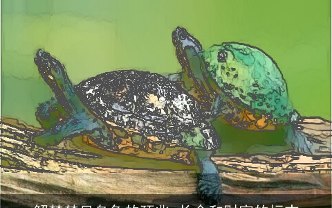 解梦梦见乌龟的预兆 长命和财富的标志