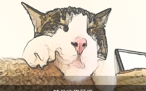 梦见吃猫尾巴