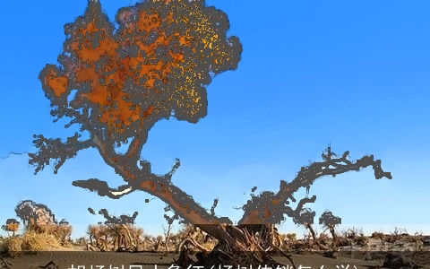 胡杨树风水象征(杨树传销怎么学)