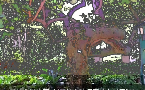 云杉树风水禁忌(云杉树种植有什么讲究吗)