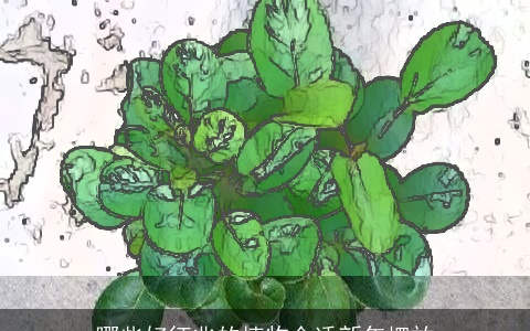 哪些好征兆的植物合适新年摆放