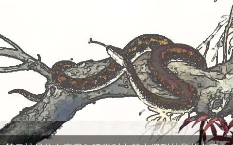 梦见蛇是什么意思？睡觉时在梦中遇到蛇是什么预兆