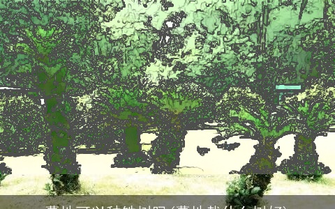 墓地可以种铁树吗(墓地栽什么树好)