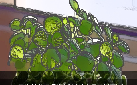 十二生肖开运植物(楼层风水与属相五行)