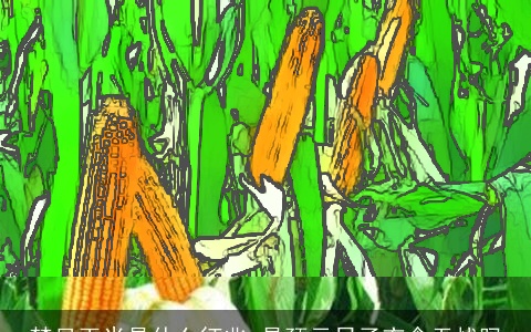 梦见玉米是什么征兆 是预示日子衣食无忧吗