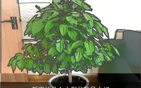 新家放什么大型盆栽风水好