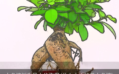 人参榕树在风水的作用(什么人不能养人参榕)