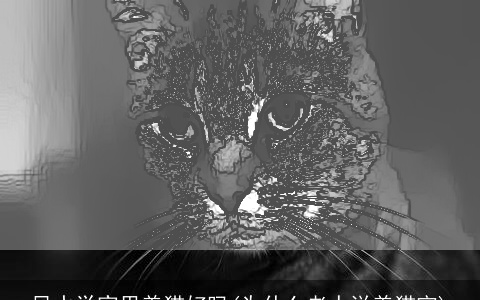 风水学家里养猫好吗(为什么老人说养猫穷)