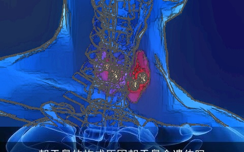 朝天鼻的构成原因朝天鼻会遗传吗