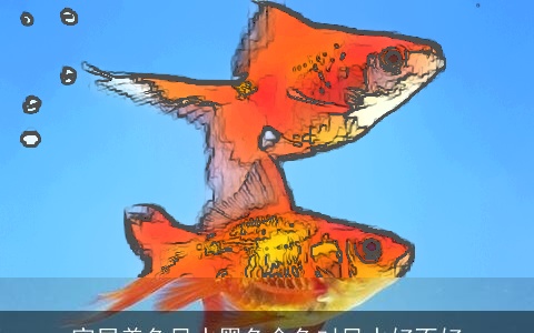 家居养鱼风水黑色金鱼对风水好不好