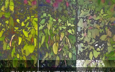 浇什么能杀死树木(哪些树耐水性比较好)