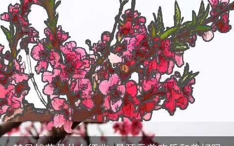 梦见桃花是什么征兆 是预示着欢乐和美好吗