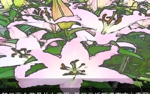 梦见百合花是什么意思 是预示近期遇喜庆之事吗