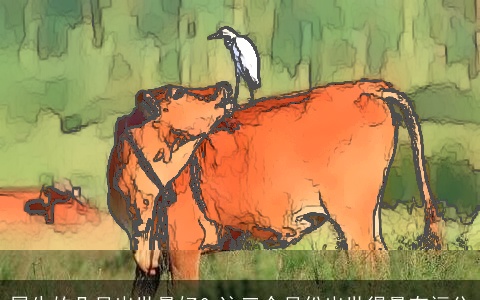 属牛的几月出世最好？这三个月份出世得最有福分