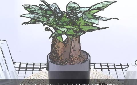 公司风水问题之财位是否能够放植物