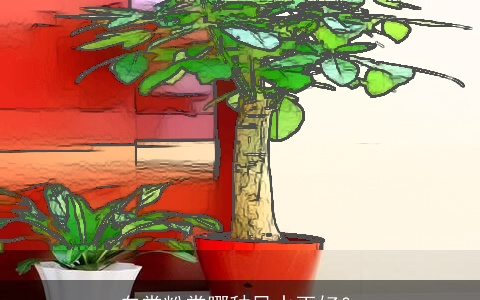 白掌粉掌哪种风水更好？