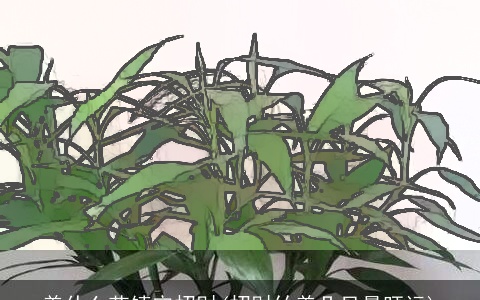 养什么花镇宅招财(招财竹养几只最旺运)