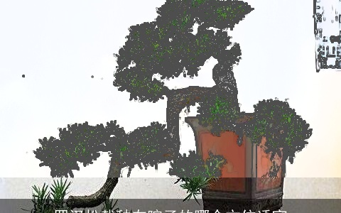 罗汉松栽种在院子的哪个方位适宜