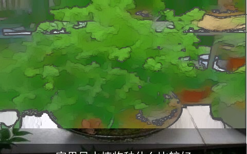 家里风水植物种什么比较好