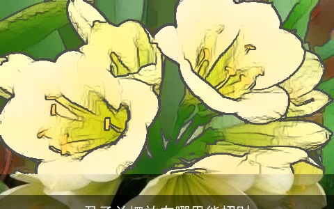 君子兰摆放在哪里能招财