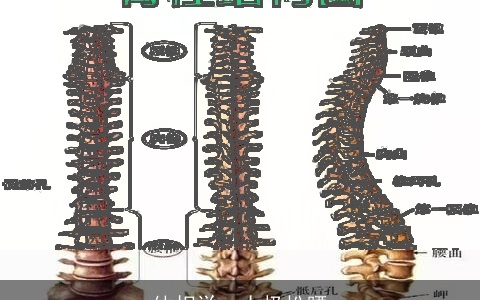 体相学：太极松腰