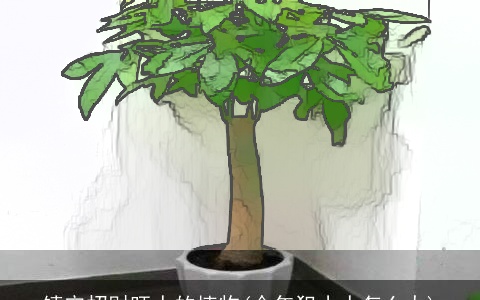 镇宅招财旺人的植物(今年犯小人怎么办)