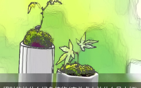 招财位放什么绿色植物(玄关桌上放什么风水好)