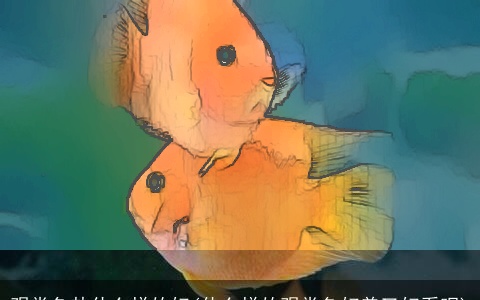 观赏鱼盐什么样的好(什么样的观赏鱼好养又好看呢)