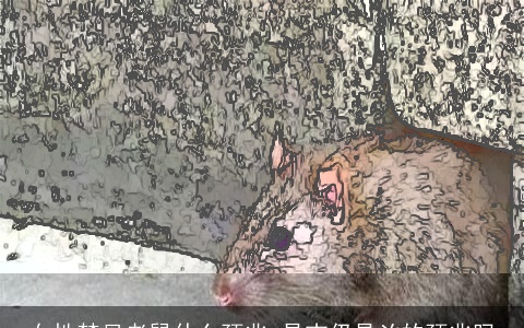 女性梦见老鼠什么预兆 是吉仍是凶的预兆吗