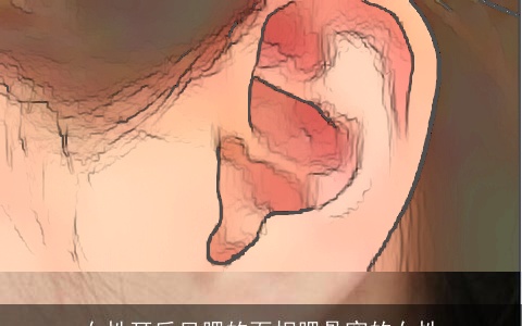 女性耳后见腮的面相腮骨宽的女性