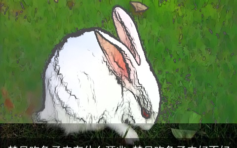 梦见吃兔子肉有什么预兆 梦见吃兔子肉好不好