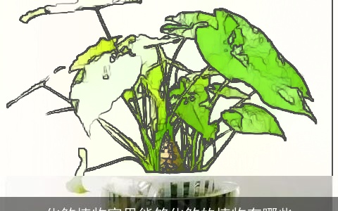 化煞植物家里能够化煞的植物有哪些