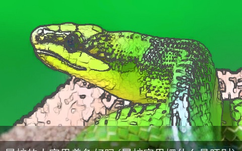 属蛇的人家里养龟好吗(属蛇家里摆什么最旺财)