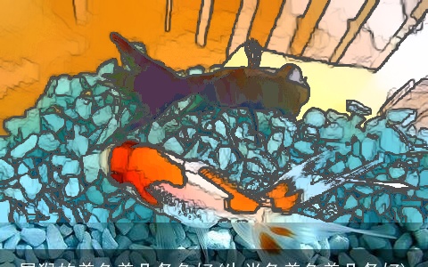 属猴的养鱼养几条鱼好(生肖兔养鱼养几条好)