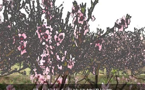 风水上什么办法能够招桃花