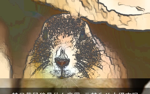 梦见黄鼠狼是什么意思 此梦为凶中得吉吗