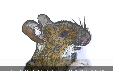 十一月的鼠是什么命 属鼠的几月出世最好