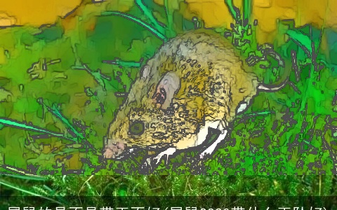 属鼠的是不是带玉不好(属鼠2O20带什么玉坠好)