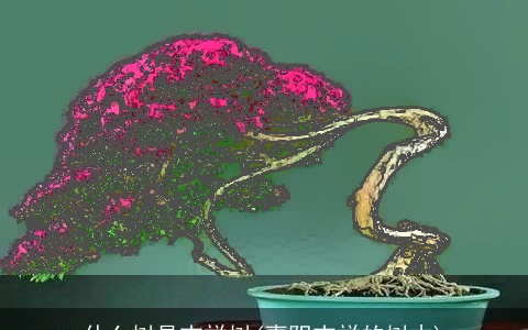 什么树是吉祥树(喜阴吉祥的树木)