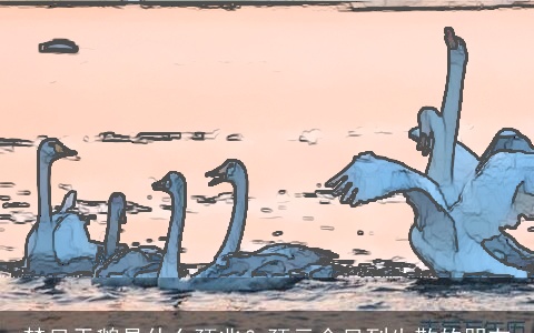 梦见天鹅是什么预兆？预示会见到失散的朋友