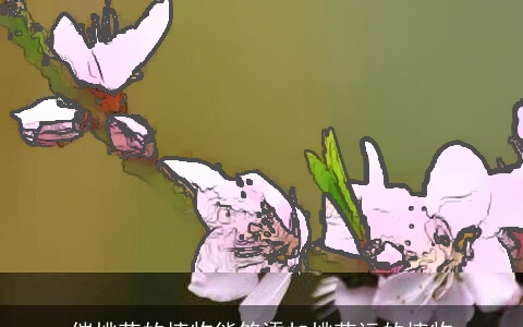 催桃花的植物能够添加桃花运的植物