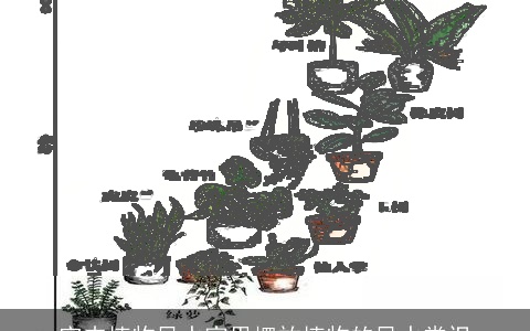 室内植物风水家里摆放植物的风水常识