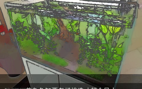 养鱼鱼缸要怎样挑选才契合风水