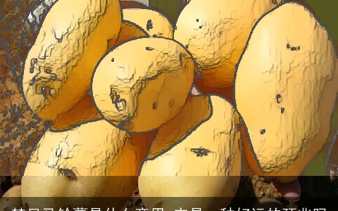 梦见马铃薯是什么意思 它是一种好运的预兆吗