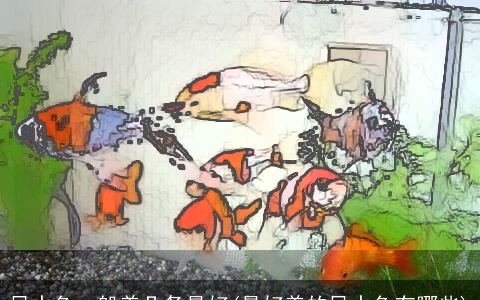 风水鱼一般养几条最好(最好养的风水鱼有哪些)