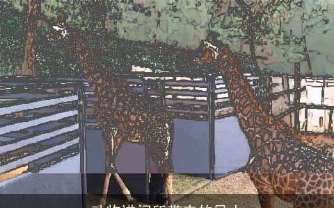 动物进门所带来的风水