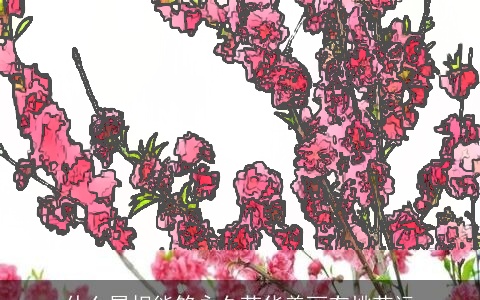 什么属相能够永久芳华美丽有桃花运