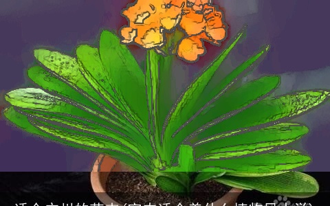 适合广州的花卉(室内适合养什么植物风水学)